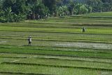 Petani menabur pupuk pada tanaman padi di Sawahan, Kabupaten Madiun, Jawa Timur, Sabtu (3/8/2024). Badan Pusat Statistik mencatat Nilai Tukar Petani (NTP) Jawa Timur bulan Juli 2024 naik 1,26 persen dari 111,03 menjadi 112,43 dibanding bulan sebelumnya, karena indeks harga yang diterima petani (It) naik sebesar 0,98 persen sedangkan indeks harga yang dibayar petani (Ib) turun sebesar 0,27 persen. Antara Jatim/Siswowidodo/mas.