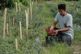 Petani memanen cabai merah yang ditanam di lahan pertanian milik Pesantren Najatul Fata di Desa Glee Bruek, Kecamatan Lhoong, Aceh Besar, Aceh, Sabtu (3/8/2024). Dinas Pertanian dan Perkebunan Aceh menyebut realisasi Kredit Usaha Rakyat (KUR) sektor pertanian hingga Juli 2024 telah mencapai Rp493 miliar untuk berbagai subsektor pertanian dari total alokasi KUR pertanian 2024 sebesar Rp2,1 triliun. ANTARA FOTO/Khalis Surry