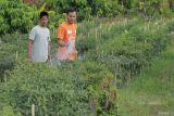 Seorang petani menyiram tanaman cabai merah di lahan pertanian milik Pesantren Najatul Fata di Desa Glee Bruek, Kecamatan Lhoong, Aceh Besar, Aceh, Sabtu (3/8/2024). Dinas Pertanian dan Perkebunan Aceh menyebut realisasi Kredit Usaha Rakyat (KUR) sektor pertanian hingga Juli 2024 telah mencapai Rp493 miliar untuk berbagai subsektor pertanian dari total alokasi KUR pertanian 2024 sebesar Rp2,1 triliun. ANTARA FOTO/Khalis Surry