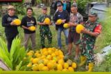 Petani binaan Kodim 1418/Mamuju panen tiga ton semangka