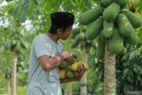 Seorang petani memanen buah pepaya yang dibudidaya di lahan pertanian milik Pesantren Najatul Fata di Desa Glee Bruek, Kecamatan Lhoong, Aceh Besar, Aceh, Sabtu (3/8/2024). Dinas Pertanian dan Perkebunan Aceh menyebut realisasi Kredit Usaha Rakyat (KUR) sektor pertanian hingga Juli 2024 telah mencapai Rp493 miliar untuk berbagai subsektor pertanian dari total alokasi KUR pertanian 2024 sebesar Rp2,1 triliun. ANTARA FOTO/Khalis Surry