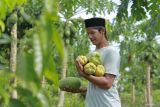 Seorang petani memanen buah pepaya yang dibudidaya di lahan pertanian milik Pesantren Najatul Fata di Desa Glee Bruek, Kecamatan Lhoong, Aceh Besar, Aceh, Sabtu (3/8/2024). Dinas Pertanian dan Perkebunan Aceh menyebut realisasi Kredit Usaha Rakyat (KUR) sektor pertanian hingga Juli 2024 telah mencapai Rp493 miliar untuk berbagai subsektor pertanian dari total alokasi KUR pertanian 2024 sebesar Rp2,1 triliun. ANTARA FOTO/Khalis Surry