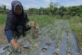 Seorang petani memanen bawang merah yang dibudidaya di kawasan Desa Saney, Kecamatan Lhoong, Aceh Besar, Aceh, Sabtu (3/8/2024). Dinas Pertanian dan Perkebunan Aceh menyebut realisasi Kredit Usaha Rakyat (KUR) sektor pertanian hingga Juli 2024 telah mencapai Rp493 miliar untuk berbagai subsektor pertanian dari total alokasi KUR pertanian 2024 sebesar Rp2,1 triliun. ANTARA FOTO/Khalis Surry