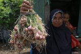 Seorang petani memperlihatkan bawang merah usai dipanen di kawasan Desa Saney, Kecamatan Lhoong, Aceh Besar, Aceh, Sabtu (3/8/2024). Dinas Pertanian dan Perkebunan Aceh menyebut realisasi Kredit Usaha Rakyat (KUR) sektor pertanian hingga Juli 2024 telah mencapai Rp493 miliar untuk berbagai subsektor pertanian dari total alokasi KUR pertanian 2024 sebesar Rp2,1 triliun. ANTARA FOTO/Khalis Surry