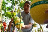 Agrowisata melon hidroponik di Magetan. Pj Bupati Magetan Hergunadi memetik buah melon saat peluncuran agrowisata petik melon hidroponik di green house Lozam Kembangan, Sukomoro, Magetan, Jawa Timur, Minggu (4/8/2024). Pemkab Magetan berupaya mengembangkan pertanian modern dengan sistem hidroponik guna mendorong generasi muda menjadi petani milenial sekaligus meningkatkan kunjungan wisata. Antara Jatim/Siswowidodo