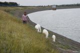 Warga menggembala domba di tanggul Waduk Dawuhan yang airnya menyusut di Kabupaten Madiun, Jawa Timur, Senin (5/8/2024). Waduk yang memiliki daerah irigasi seluas 2.823 hektare sawah itu airnya terus menyusut hingga sebagian dasar waduk mulai mengering akibat musim kemarau. Antara Jatim/Siswowidodo/um