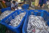 Nelayan mengumpulkan ikan hasil tangkapan di dermaga Karangsong, Indramayu, Jawa Barat, Selasa (6/8/2024). Kementerian Perikanan dan Kelautan mencatat produksi perikanan tangkap pada semester 1 2024 melampaui target yakni mencapai 111,33 persen atai 3,34 juta ton yang terdiri dari perairan laut dan perairan darat. ANTARA FOTO/Dedhez Anggara/agr