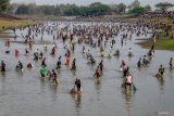 Sejumlah warga menangkap ikan saat tradisi Pemetan Ikan di Waduk Prangi, Bojonegoro, Jawa Timur, Rabu (7/8/2024). Tradisi menangkap ikan yang dilakukan setahun sekali saat air waduk mulai mengering itu sebagai pertanda memasuki musim kemarau dan sarana warga untuk saling bersilaturahmi. Antara Jatim/Muhammad Mada/um