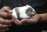 Peternak memeriksa kesehatan anakan marmut (Cavia porcellus) hias yang dibudidayakan di Omah Marmut, Kabupaten Malang, Jawa Timur, Rabu (7/8/2024). Berbagai jenis anakan marmut hias hasil budidaya seperti cavia teddy, cavia skinny dan cavia peruvian dijual sebagai hewan peliharaan serta satwa kontes ke berbagai kota di Indonesia melalui media sosial dengan harga Rp200 ribu hingga Rp4 juta rupiah per ekor. Antara Jatim/Ari Bowo Sucipto/um