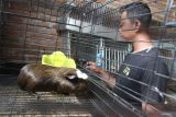 Peternak memberi makan marmut (Cavia porcellus) hias yang dibudidayakan di Omah Marmut, Kabupaten Malang, Jawa Timur, Rabu (7/8/2024). Berbagai jenis anakan marmut hias hasil budidaya seperti cavia teddy, cavia skinny dan cavia peruvian dijual sebagai hewan peliharaan serta satwa kontes ke berbagai kota di Indonesia melalui media sosial dengan harga Rp200 ribu hingga Rp4 juta rupiah per ekor. Antara Jatim/Ari Bowo Sucipto/um