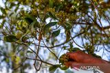 Petani memanen cengkih di Kampung Panggilingan, Kecamatan Lemahsugih, Kabupaten Majalengka, Jawa Barat, Rabu (7/8/2024). Data BPS pada tahun 2023 mencatat, Indonesia memproduksi sebanyak 325.000 ton cengkih atau menguasai 70 persen pasar global dan diperkirakan ukuran pasar cengkih akan mencapai Rp86 triliun pada 2024. ANTARA FOTO/Raisan Al Farisi/agr