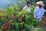 Tradisi Wiwit Kopi di Gunung Muria