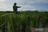 Pemkab Gumas siapkan langkah antisipasi, bantu petani hadapi kemarau