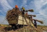 Petani memanen tebu di Tambakrejo, Bojonegoro, Jawa Timur, Rabu (7/8/2024). Badan Pusat Statistik (BPS) mencatat produksi tebu di Jawa Timur tertinggi nasional yakni mencapai 1.129.400 ton atau 49,34 persen dari total produksi nasional pada tahun 2023. Antara Jatim/Muhammad Mada/um