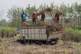 Petani memanen tebu di Tambakrejo, Bojonegoro, Jawa Timur, Rabu (7/8/2024). Badan Pusat Statistik (BPS) mencatat produksi tebu di Jawa Timur tertinggi nasional yakni mencapai 1.129.400 ton atau 49,34 persen dari total produksi nasional pada tahun 2023. Antara Jatim/Muhammad Mada/um