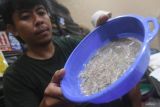Nelayan di Gunungkidul mendapat izin tangkap 300 ribu benih lobster