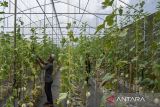 Santri memanen tanaman melon sistem “greenhouse” di Ponpes Banyulana, Desa Jelat, Kabupaten Ciamis, Jawa Barat, Jumat (9/8/2024). Ponpes tradisional atau salafiyah Banyulana menerapkan ekonomi pertanian berbasis pesantren untuk biaya operasional pesantren dengan omzet yang didapat dari panen melon premium mencapai Rp25 juta per bulan, sedangkan untuk memenuhi kebutuhan makanan santri dari produk sayuran, perikanan, dan peternakan. ANTARA FOTO/Adeng Bustomi/agr
