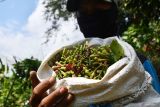 Petani memetik cengkeh di Kare, Kabupaten Madiun, Jawa Timur, Jumat (9/8/2024). Menurut petani di wilayah tersebut saat ini harga cengkeh kering Rp85.000 per kilogram dan basah Rp28 ribu per kilogram, turun dibanding musim panen tahun cengkeh kering Rp130.000 per kilogram dan basah Rp40.000 per kilogram, disebabkan pedagang besar pemilik gudang belum melakukan pembelian. Antara Jatim/Siswowidodo/um 