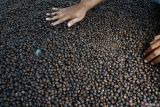 Pekerja menjemur biji kopi di industri rumahan pengolahan kopi di Kare, Kabupaten Madiun, Jawa Timur, Jumat (9/8/2024). Industri rumahan tersebut membeli biji kopi basah produksi petani di lereng Gunung Wilis dengan harga kopi Arabika Rp20 ribu-Rp25 ribu per kilogram dan Robusta basah Rp6.000-Rp8.000 per kilogram, setelah diolah menjadi roasted beans atau kopi sangrai dipasarkan ke sejumlah daerah antara lain Jakarta, Surabaya, Bali, Yogyakarta dengan harga Arabika Rp300 ribu-Rp400 ribu sedangkan Robusta Rp250 ribu per kilogram. Antara Jatim/Siswowidodo/um 