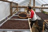 Pekerja menjemur biji kopi di industri rumahan pengolahan kopi di Kare, Kabupaten Madiun, Jawa Timur, Jumat (9/8/2024). Industri rumahan tersebut membeli biji kopi basah produksi petani di lereng Gunung Wilis dengan harga kopi Arabika Rp20 ribu-Rp25 ribu per kilogram dan Robusta basah Rp6.000-Rp8.000 per kilogram, setelah diolah menjadi roasted beans atau kopi sangrai dipasarkan ke sejumlah daerah antara lain Jakarta, Surabaya, Bali, Yogyakarta dengan harga Arabika Rp300 ribu-Rp400 ribu sedangkan Robusta Rp250 ribu per kilogram. Antara Jatim/Siswowidodo/um 