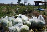 Pengunjung memetik sendiri buah semangka di kebun milik warga Randualas, Kabupaten Madiun, Jawa Timur, Senin (12/8/2024). Pemilik kebun tersebut memilih cara penjualan langsung petik sendiri di kebun dengan harga Rp5.000 per kilogram, karena dianggap lebih menguntungkan dibanding menjual kepada pedagang dengan harga Rp1.500-Rp3.500 per kilogram, sedangkan harga di pasar Rp10.000-Rp12.000 per kilogram. Antara Jatim/Siswowidodo/um 