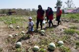 Pengunjung memetik sendiri buah semangka di kebun milik warga Randualas, Kabupaten Madiun, Jawa Timur, Senin (12/8/2024). Pemilik kebun tersebut memilih cara penjualan langsung petik sendiri di kebun dengan harga Rp5.000 per kilogram, karena dianggap lebih menguntungkan dibanding menjual kepada pedagang dengan harga Rp1.500-Rp3.500 per kilogram, sedangkan harga di pasar Rp10.000-Rp12.000 per kilogram. Antara Jatim/Siswowidodo/um 