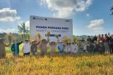 Panen perdana varietas padi adaptif iklim Gamagora 7  di Lombok Tengah
