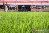 Pengendara melintasi jalan Galumpit yang dihias dengan bendera Merah Putih di Cileunyi, Kabupaten Bandung, Jawa Barat, Senin (12/8/2024). Warga mendekorasi jalan tersebut dengan ornamen bernuansa Merah Putih guna menyambut HUT Ke-79 Republik Indonesia. ANTARA FOTO/Novrian Arbi/agr