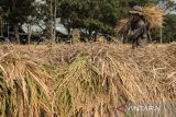 Petani memanen padi di Karangtengah, Kabupaten Cianjur, Jawa Barat, Senin (12/8/2024). Pemrov Jabar menargetkan produksi padi pada 2024 mencapai 11 juta ton yang didukung dengan beberapa program untuk mengakselerasinya seperti perluasan area tanam dan pompanisasi. ANTARA FOTO/Henry Purba/agr/aww.
