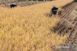 Petani memanen padi di Karangtengah, Kabupaten Cianjur, Jawa Barat, Senin (12/8/2024). Pemrov Jabar menargetkan produksi padi pada 2024 mencapai 11 juta ton yang didukung dengan beberapa program untuk mengakselerasinya seperti perluasan area tanam dan pompanisasi. ANTARA FOTO/Henry Purba/agr/aww.
