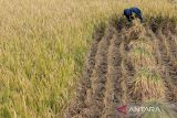 Petani memotong padi di Karangtengah, Kabupaten Cianjur, Jawa Barat, Senin (12/8/2024). Pemrov Jabar menargetkan produksi padi pada 2024 mencapai 11 juta ton yang didukung dengan beberapa program untuk mengakselerasinya seperti perluasan area tanam dan pompanisasi. ANTARA FOTO/Henry Purba/agr/aww.
