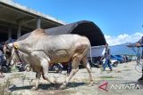 Sigi bertekad jadi lumbung ternak dan daging sapi ke IKN