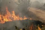 BMKG ingatkan warga NTT waspadai dampak angin kencang hingga 20 Agustus