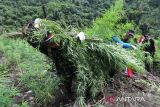 Personil Badan Narkotika Nasional (BNN)  bersama TNI dan Polri mencabut  tanaman ganja sebelum dimusnahkan dengan cara dibakar  di kawasan pegunungan Seulawah, Desa Indrapuri, Kabupaten Aceh Besar, Aceh, Kamis (15/8/2024). Dalam operasi tersebut, BNN bersama TNI dan Polri menemukan dua lokasi tanaman ganja seluas  dua hektare dan kemudian dimusnahkan dengan cara dibakar , sedangkan pemilik tanaman ganja tersebut tidak berhasil ditangkap. ANTARA FOTO/Ampelsa.