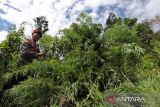 Personil Badan Narkotika Nasional (BNN)  bersama TNI dan Polri mengumpulkan tanaman ganja sebelum dimusnahkan dengan cara dibakar  di kawasan pegunungan Seulawah, Desa Indrapuri, Kabupaten Aceh Besar, Aceh, Kamis (15/8/2024). Dalam operasi tersebut, BNN bersama TNI dan Polri menemukan dua lokasi tanaman ganja seluas  dua hektare dan kemudian dimusnahkan dengan cara dibakar , sedangkan pemilik tanaman ganja tersebut tidak berhasil ditangkap. ANTARA FOTO/Ampelsa.