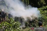 Seorang personil Badan Narkotika Nasional (BNN)  membakar tanaman ganja saat pemusnahan di kawasan pegunungan Seulawah, Desa Indrapuri, Kabupaten Aceh Besar, Aceh, Kamis (15/8/2024). Dalam operasi tersebut, BNN bersama TNI dan Polri menemukan dua lokasi tanaman ganja seluas  dua hektare dan kemudian dimusnahkan dengan cara dibakar , sedangkan pemilik tanaman ganja tersebut tidak berhasil ditangkap. ANTARA FOTO/Ampelsa.