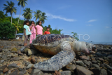 Penyu mati terdampar di Padang