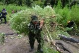 Seorang personil Badan Narkotika Nasional (BNN) provinsi Aceh memikul tanaman ganja untuk dimusnahkan.