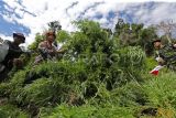 Personel Badan Narkotika Nasional (BNN) bersama TNI dan Polri mengumpulkan tanaman ganja sebelum dimusnahkan dengan cara dibakar di kawasan pegunungan Seulawah, Desa Indrapuri, Kabupaten Aceh Besar, Aceh, Kamis (15/8/2024). Dalam operasi tersebut, BNN bersama TNI dan Polri menemukan dua lokasi tanaman ganja seluas dua hektare dan kemudian dimusnahkan dengan cara dibakar, sedangkan pemilik tanaman ganja tersebut tidak berhasil ditangkap. ANTARA FOTO/Ampelsa/foc.