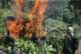 Seorang personil Badan Narkotika Nasional (BNN) membakar tanaman ganja saat pemusnahan di kawasan pegunungan Seulawah, Desa Indrapuri, Kabupaten Aceh Besar, Aceh, Kamis (15/8/2024). Dalam operasi tersebut, BNN bersama TNI dan Polri menemukan dua lokasi tanaman ganja seluas dua hektare dan kemudian dimusnahkan dengan cara dibakar , sedangkan pemilik tanaman ganja tersebut tidak berhasil ditangkap. ANTARA FOTO/Ampelsa/foc.