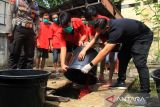 Tersangka tindak pidana narkotika bersama petugas kepolisian membuang barang bukti narkotika jenis sabu dan ekstasi yang telah dilarutkan dengan cairan pembersih lantai ke dalam bak penampungan (septic tank) saat pemusnahan di Direktorat Resrnarkoba Polda Kalbar, Jumat (16/8/2024). Dit Resnarkoba Polda Kalbar memusnahkan hasil tangkapan berupa narkotika asal Malaysia berupa sabu seberat 19,9 kilogram dan ekstasi sebanyak 22,228 butir, serta menangkap enam kurir jaringan bandar narkoba internasional Fredi Pratama. ANTARA FOTO/Jessica Wuysang