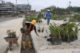 Pekerja bersiap menanam tanaman di jalur pedestrian di IKN, Penajam Paser Utara, Kalimantan Timur, Senin (5/8/2024). Ibu Kota Nusantara yang dibangun dengan konsep Forest City itu mengedepankan penghijauan yang dimulai dari lahan hingga gedung yang dibangun. ANTARA FOTO/M Risyal Hidayat