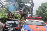 BPBD Padang evakuasi pohon tumbang timpa mobil warga di Tunggul Hitam