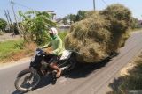 Petani menarik gerobak berisi jerami dengan sepeda motor saat panen padi di area persawahan desa Gampengrejo, Kediri, Jawa Timur, Selasa (20/8/2024). Badan Pusat Statistik (BPS) mencatat sampai dengan triwulan II tahun 2024 Provinsi Jawa Timur secara kumulatif mengalami pertumbuhan ekonomi sebesar 4,90 persen, di antaranya dipengaruhi oleh meningkatnya produksi komoditas padi yang naik 32 persen secara year on year. Antara Jatim/Prasetia Fauzani/um