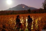 Warga melihat kebakaran hutan Gunung Merapi Ungup-ungup di Bangsring, Wongsorejo, Banyuwangi, Jawa Timur, Selasa (20/8/2024). Menurut warga sekitar kebakaran diatas Gunung Merapi Ungup-ungup yang berada di kawasan Gunung Ijen itu terlihat sejak Senin (19/8) siang dan hingga saat ini kebakaran terus meluas karena sulitnya akses jalan untuk memadamkan. Antara Jatim/Budi Candra Setya/um