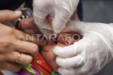 Seorang anak mendapatkan tetesan vaksin polio saat Pekan Imunisasi Nasional (PIN) Polio di Posyandu Citra, Samarinda, Kalimantan Timur, Selasa (20/8/2024). Dinas Kesehatan Provinsi Kalimantan Timur menyiapkan vaksinasi polio kepada 521.923 anak usia 0-7 tahun di 10 kabupaten/kota guna memberantas penyakit polio dan melindungi generasi muda dari risiko cacat permanen akibat infeksi virus polio. Antara Kaltim/M Risyal Hidayat