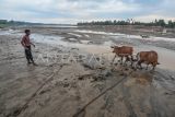 Seorang warga memberi minum sapi di Sungai Batanghari yang keruh, Desa Sarang Burung, Muaro Jambi, Jambi, Senin (19/8/2024). Ratusan kepala keluarga di desa tersebut terpaksa memanfaatkan air Sungai Batanghari yang keruh untuk keperluan mandi, cuci, dan kakus akibat keringnya sumur warga sejak sebulan terakhir. ANTARA FOTO/Wahdi Septiawan/tom.