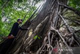 Seorang warga mengamati pohon Benuang Laki berukuran besar di Hutan Hujan Tropis Kahung, Desa Belangian, Kabupaten Banjar, Kalimantan Selatan, Rabu (21/8/2024). Hutan tersebut  memiliki kaeanekaragaman hayati khas Pegunungan Meratus seperti pohon Benuang Laki, Beringin yang berukuran besar dan aneka jenis jamur serta terdapat fenomena kejadian bumi (geologi) yang telah ditetapkan menjadi salah satu situs Geopark Meratus untuk diajukan ke UNESCO Global Geopark (UGG). ANTARA FOTO/Bayu Pratama S.