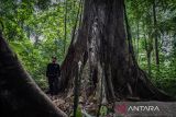 Seorang warga melintas di dekat pohon Benuang Laki (Duabanga Molucccana Blume) berukuran besar di Hutan Hujan Tropis Kahung, Desa Belangian, Kabupaten Banjar, Kalimantan Selatan, Rabu (21/8/2024). Hutan tersebut memiliki kaeanekaragaman hayati khas Pegunungan Meratus seperti pohon Benuang Laki, Beringin yang berukuran besar dan aneka jenis jamur serta terdapat fenomena kejadian bumi (geologi) yang telah ditetapkan menjadi salah satu situs Geopark Meratus untuk diajukan ke UNESCO Global Geopark (UGG). ANTARA FOTO/Bayu Pratama S.