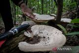 Seorang warga membersihkan jamur putih yang tumbuh di Hutan Hujan Tropis Kahung, Desa Belangian, Kabupaten Banjar, Kalimantan Selatan, Rabu (21/8/2024). Hutan tersebut  memiliki kaeanekaragaman hayati khas Pegunungan Meratus seperti pohon Benuang Laki, Beringin yang berukuran besar dan aneka jenis jamur serta terdapat fenomena kejadian bumi (geologi) yang telah ditetapkan menjadi salah satu situs Geopark Meratus untuk diajukan ke UNESCO Global Geopark (UGG). ANTARA FOTO/Bayu Pratama S.